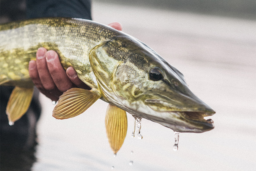 Fly Fishing Swedish Lapland | CTS New Zealand Fly Fishing Swedish Lapland | CTS New Zealand