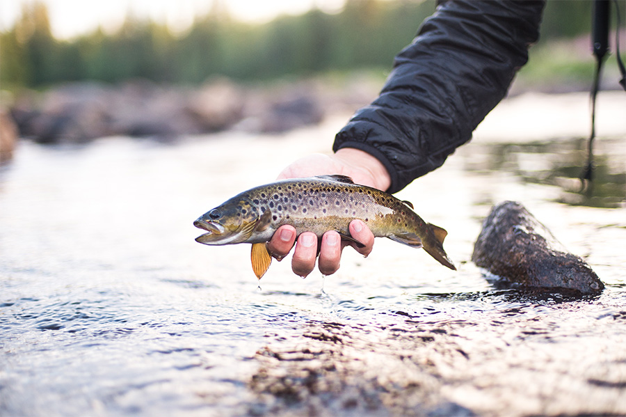 Fly Fishing Swedish Lapland | CTS New Zealand Fly Fishing Swedish Lapland | CTS New Zealand