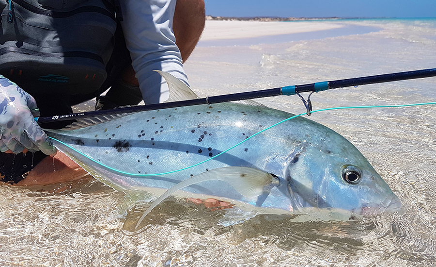 CTS Affinity X | Exmouth