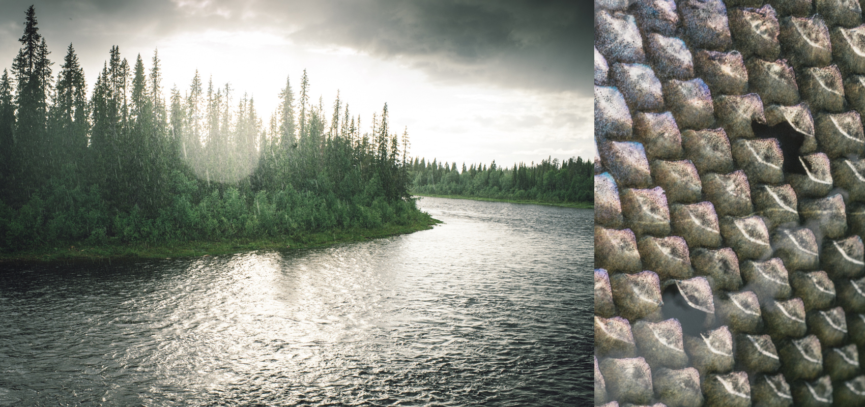 Swedish Baltic Salmon