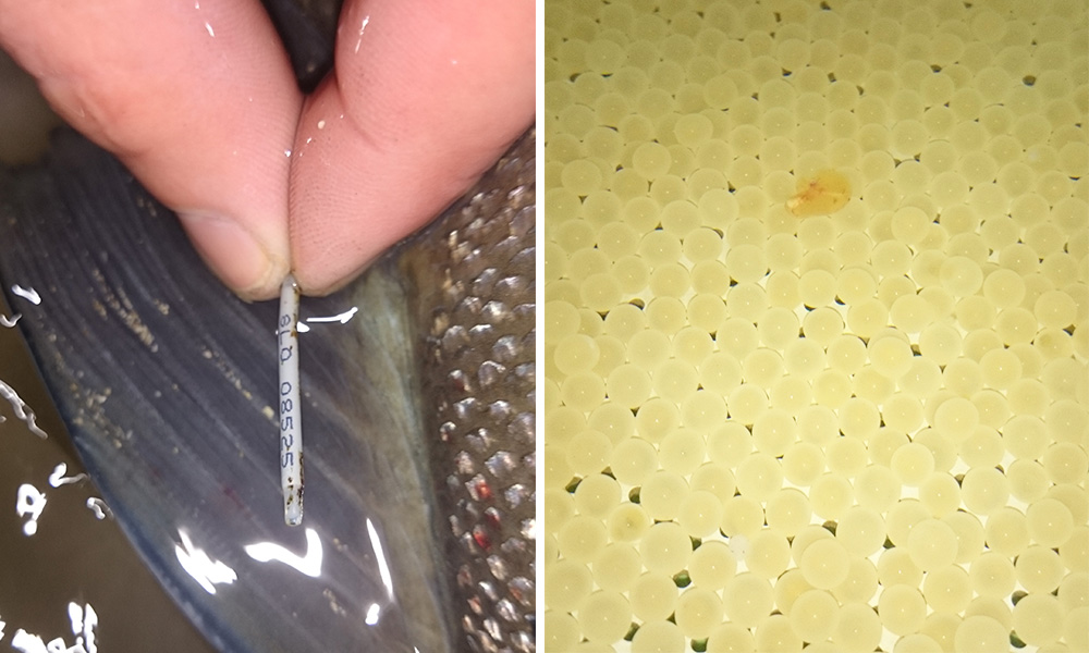 Team Tie & Fly | Slovenia