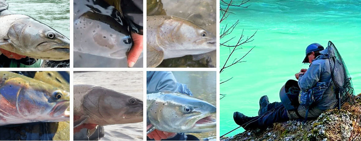 Günter Feuerstein | Huchen Lessons Learned 2023-24